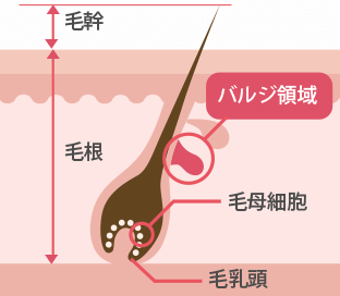 ソース画像を表示